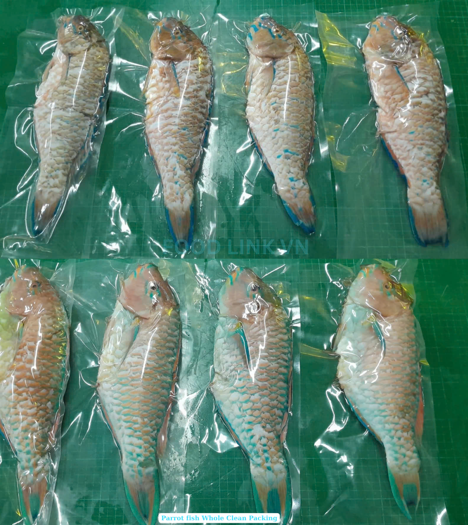 Frozen Parrot Fish Whole Clean (Parrotfish)