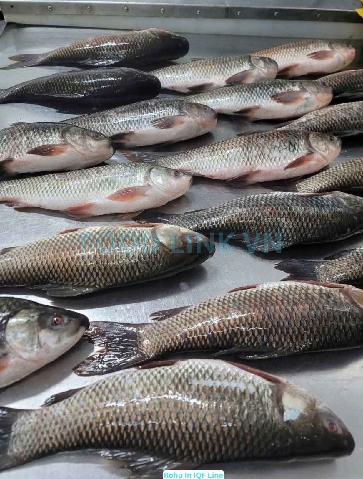 Frozen Rohu Whole Clean