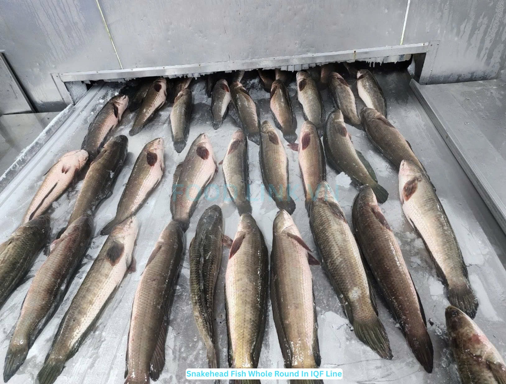 Frozen Snakehead Fish Whole Round