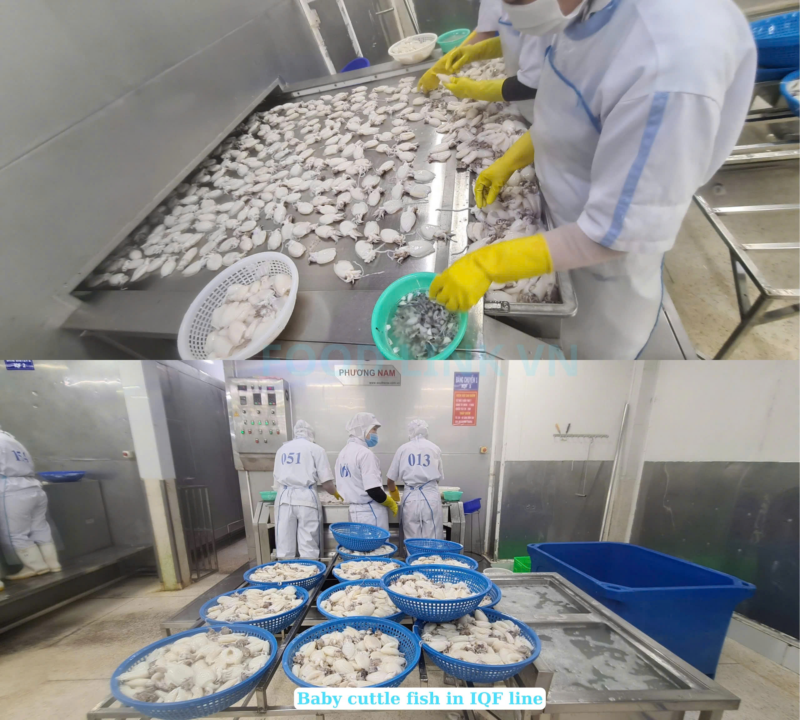 Frozen Whole Clean Baby Cuttlefish