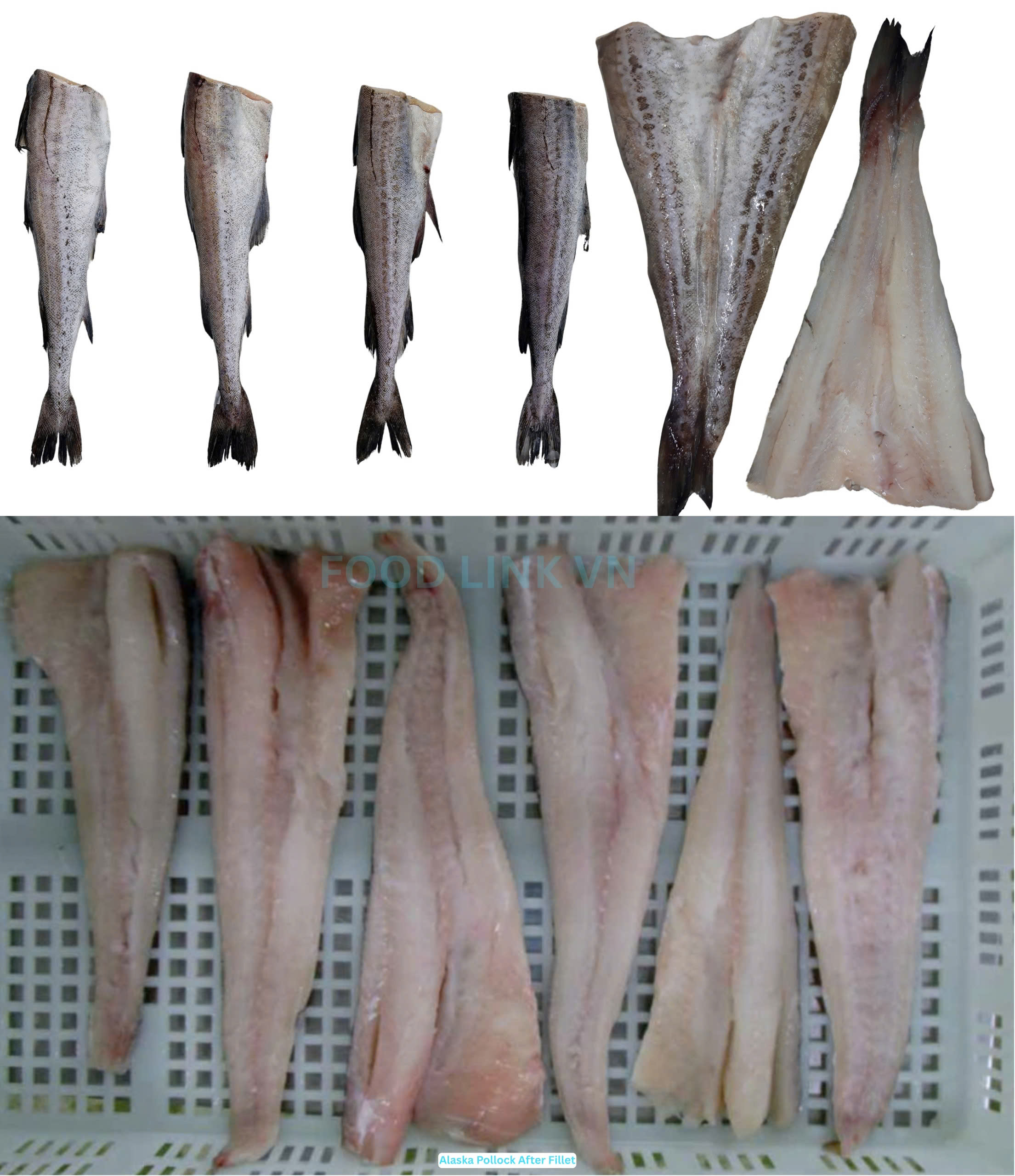 Frozen Alaska Pollock