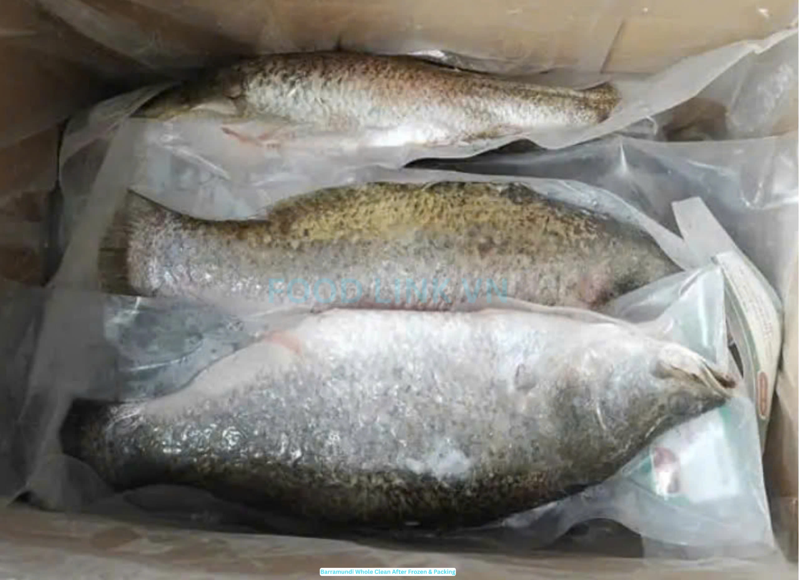 Frozen Barramundi Whole Clean (Sea Bass)