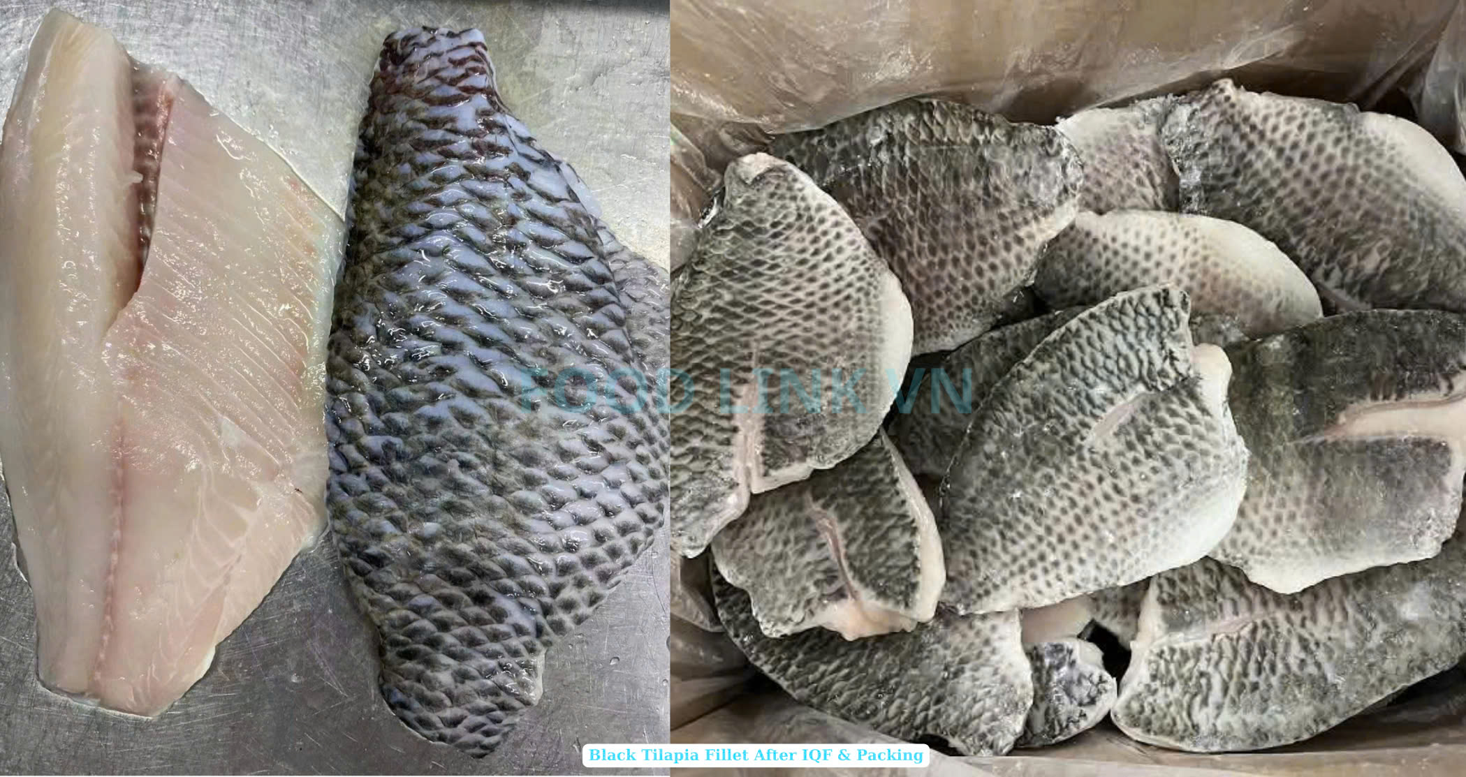 Frozen Black Tilapia Fillet Skin On