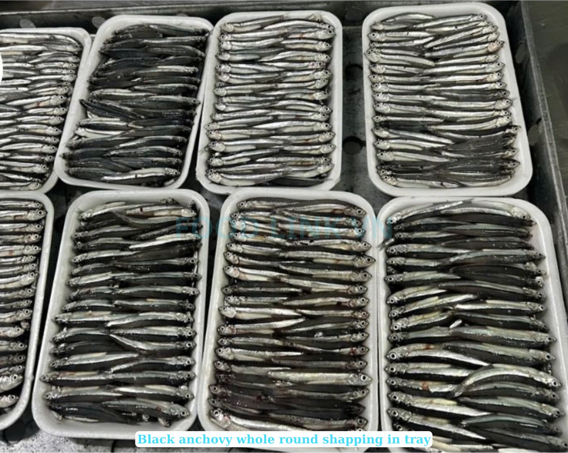 Frozen Black And White Anchovy Whole Round