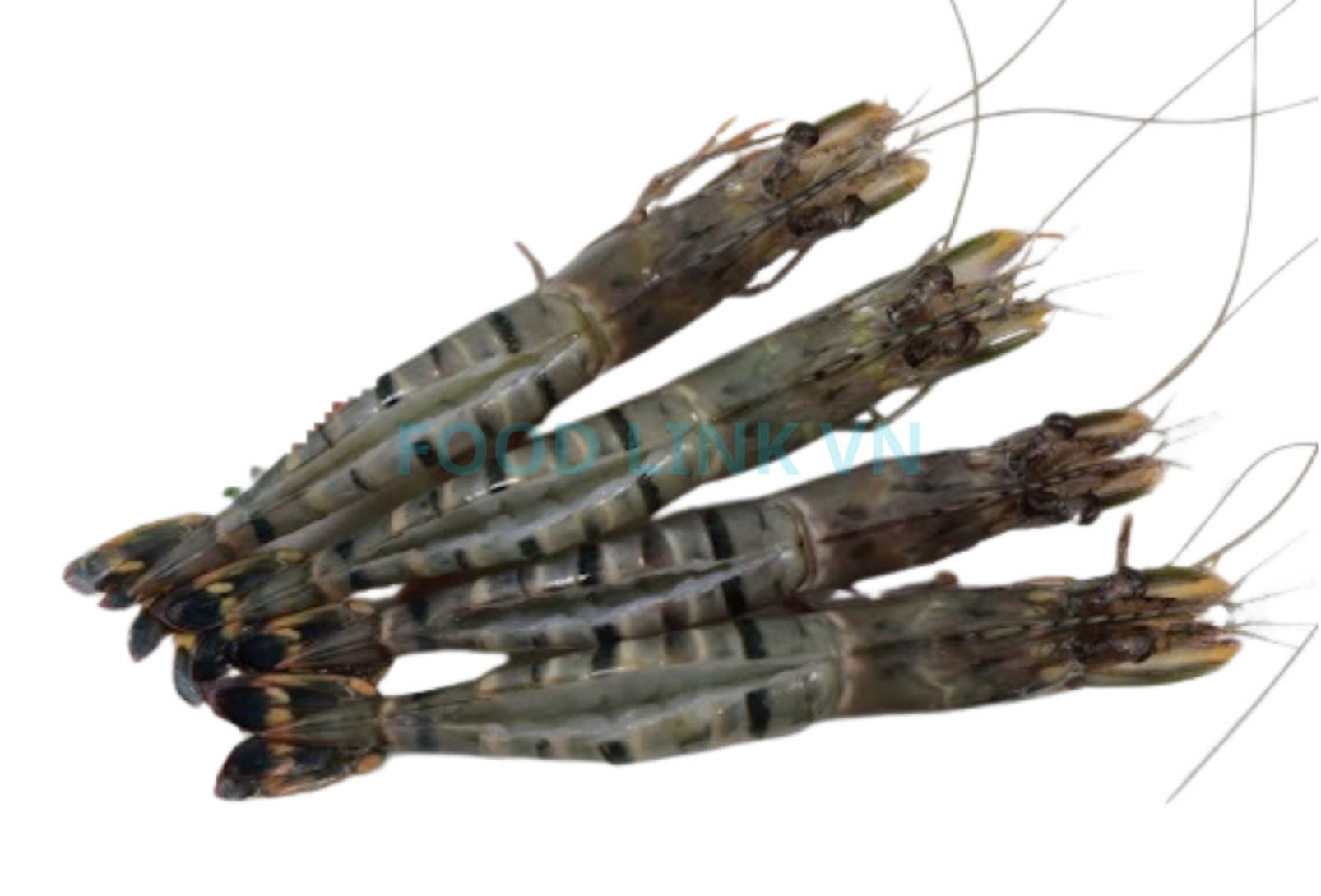 Frozen Raw Hoso Butterfly Black Tiger Shrimp