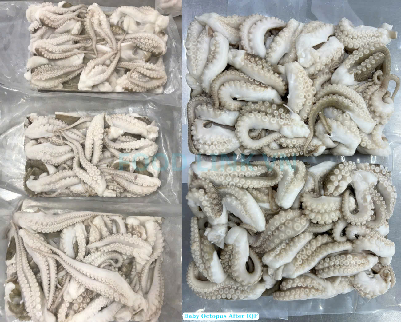 Frozen Cut Baby Octopus