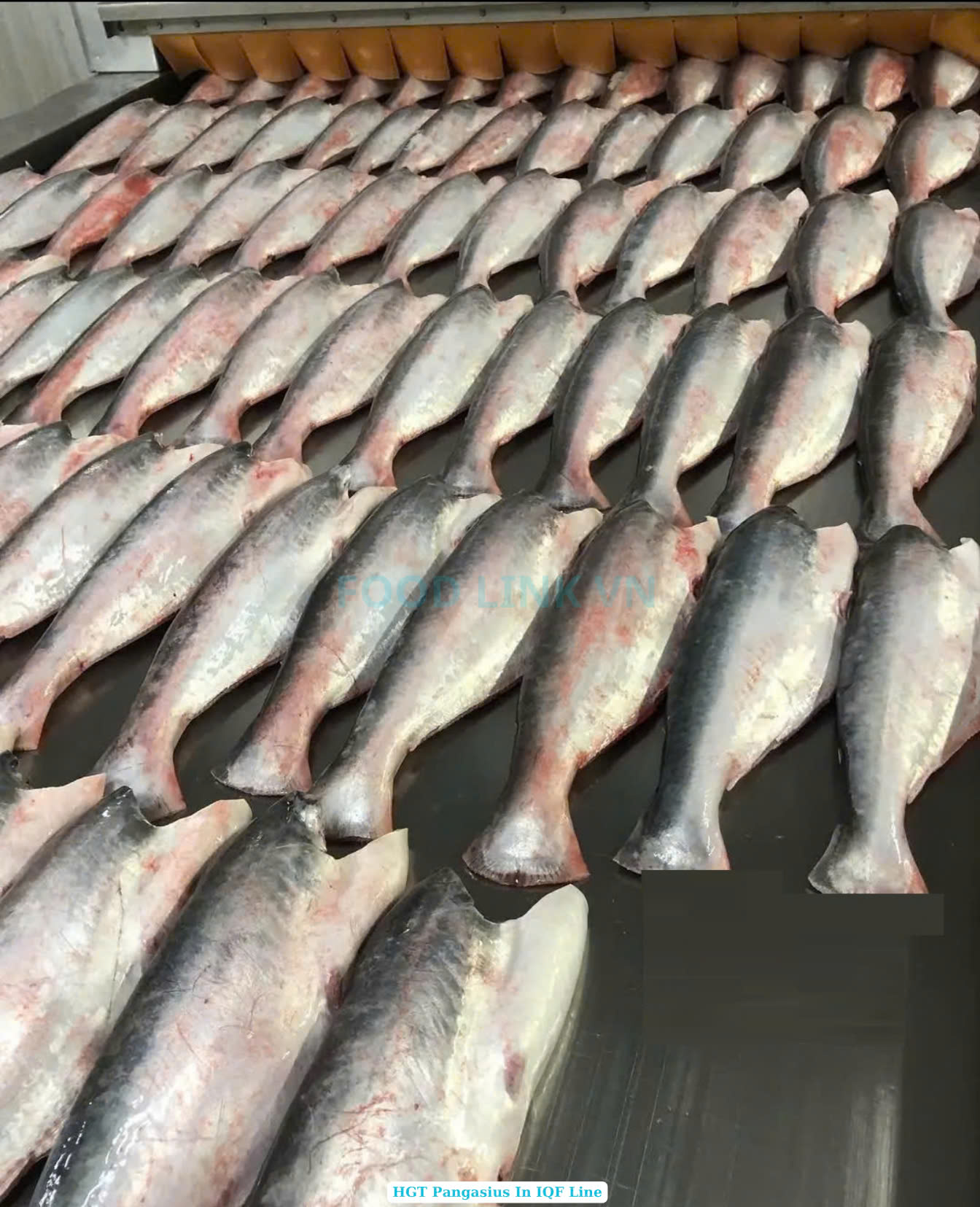 Frozen Hgt Pangasius (Swai Fish)