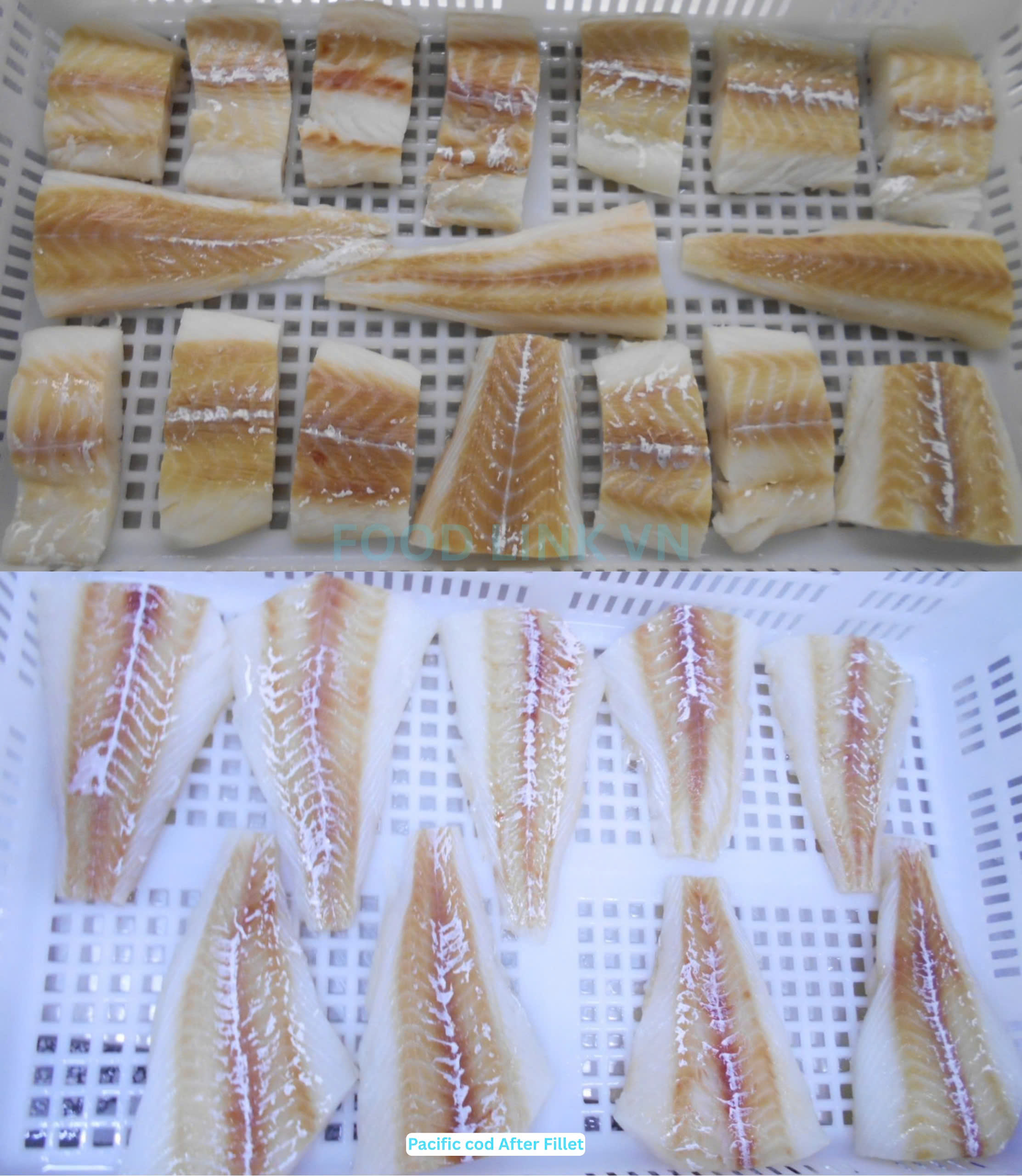 Frozen Atlantic And Pacific Cod