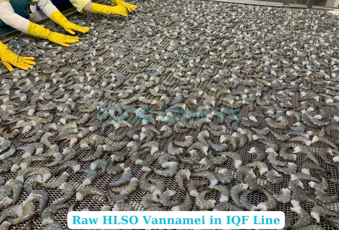Frozen Raw HLSO Vannamei Shrimp