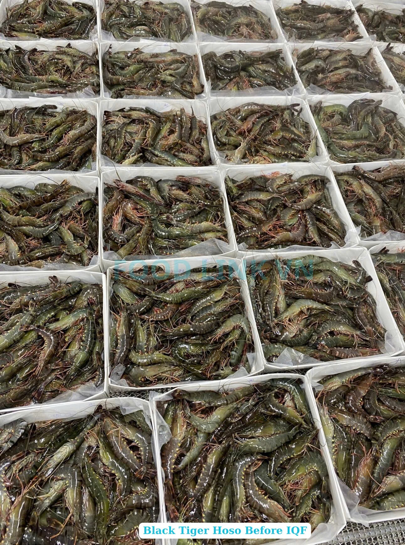 Frozen Raw HOSO Black Tiger Shrimp