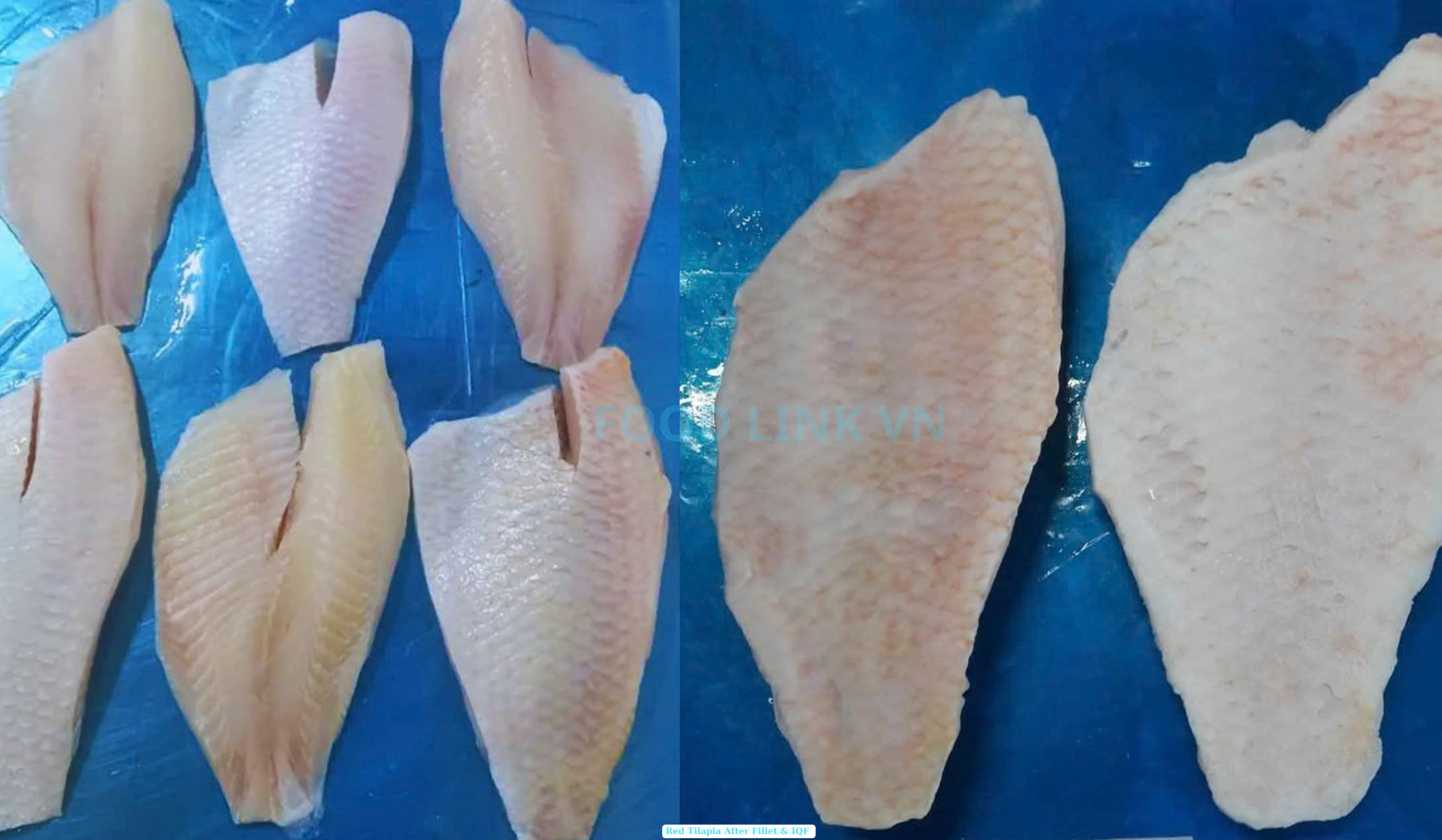 Frozen Red Tilapia Fillet Skin On