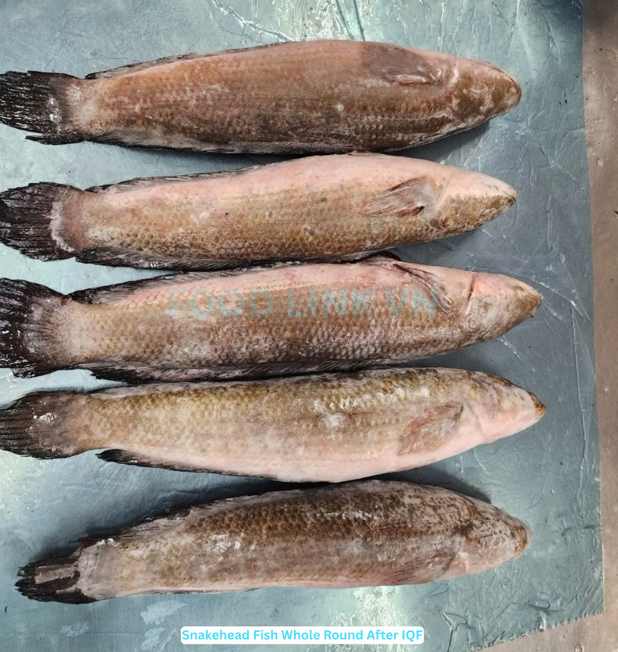 Frozen Snakehead Fish Whole Round