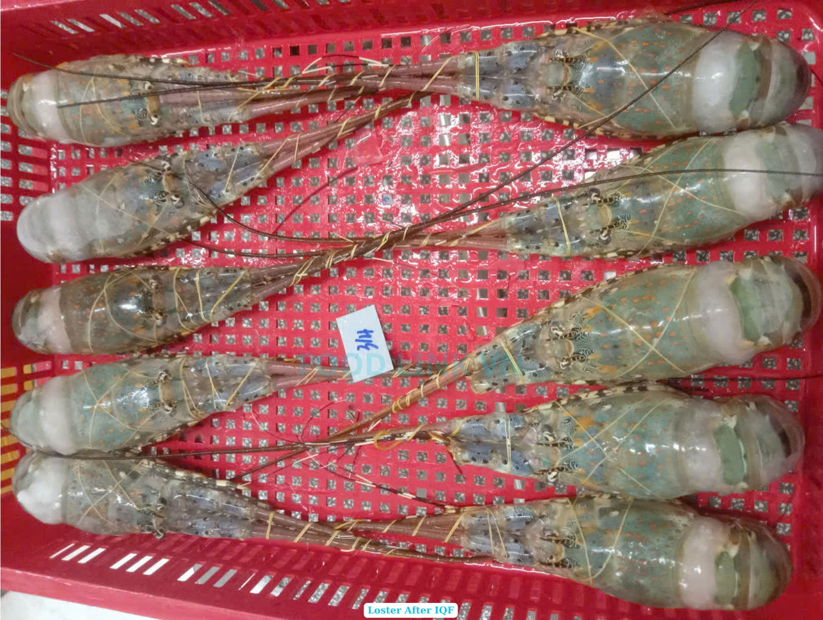 Spiny Lobster