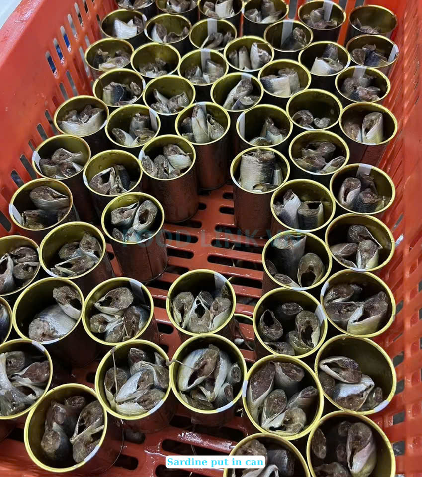 Canned Sardine And Canned Mackerel With Tomato Sauce