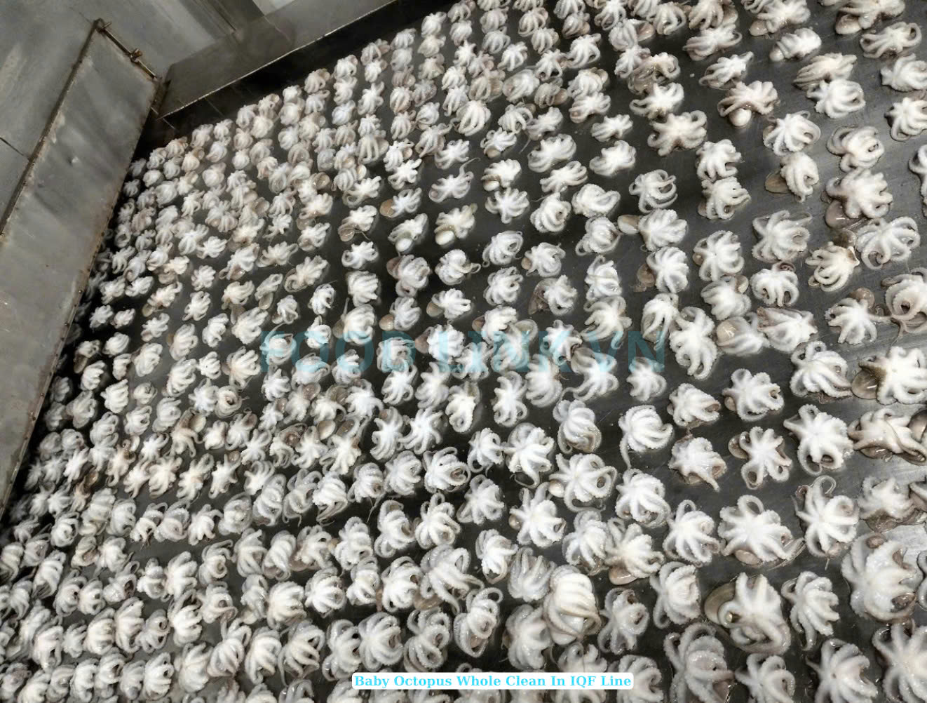 Frozen Whole Cleaned Baby Octopus (Flower Shape)