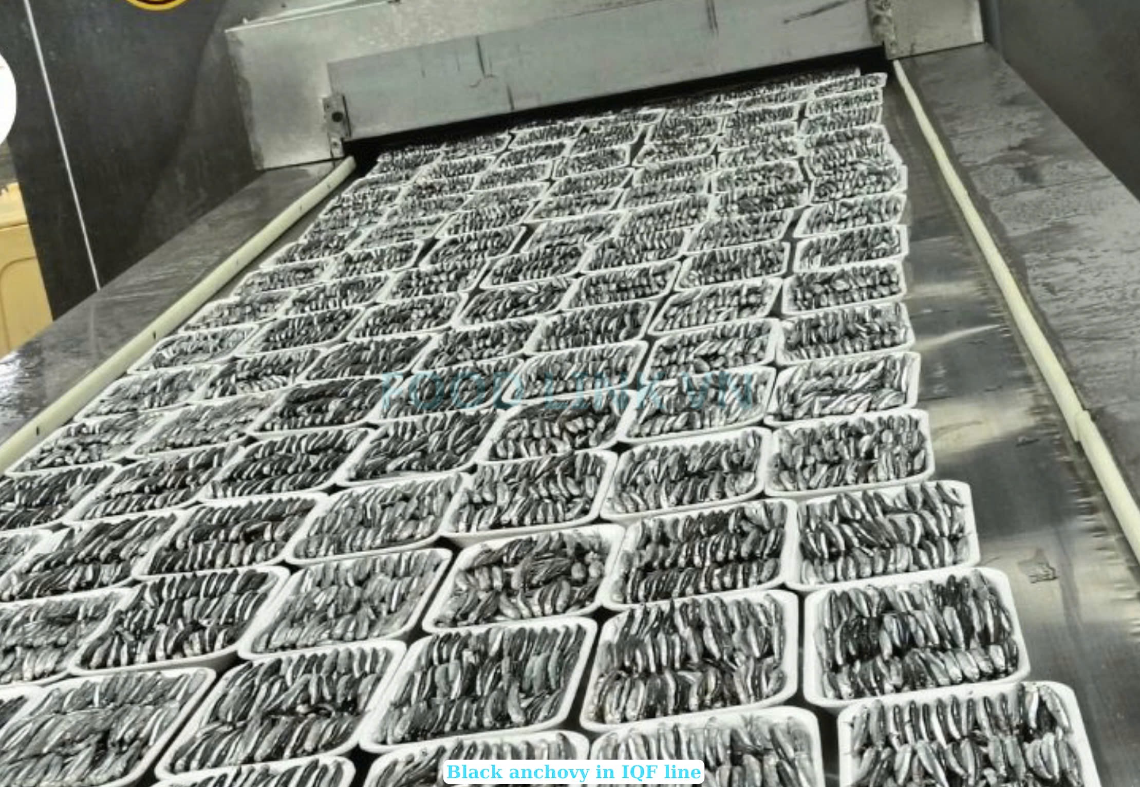 Frozen Black And White Anchovy Whole Round