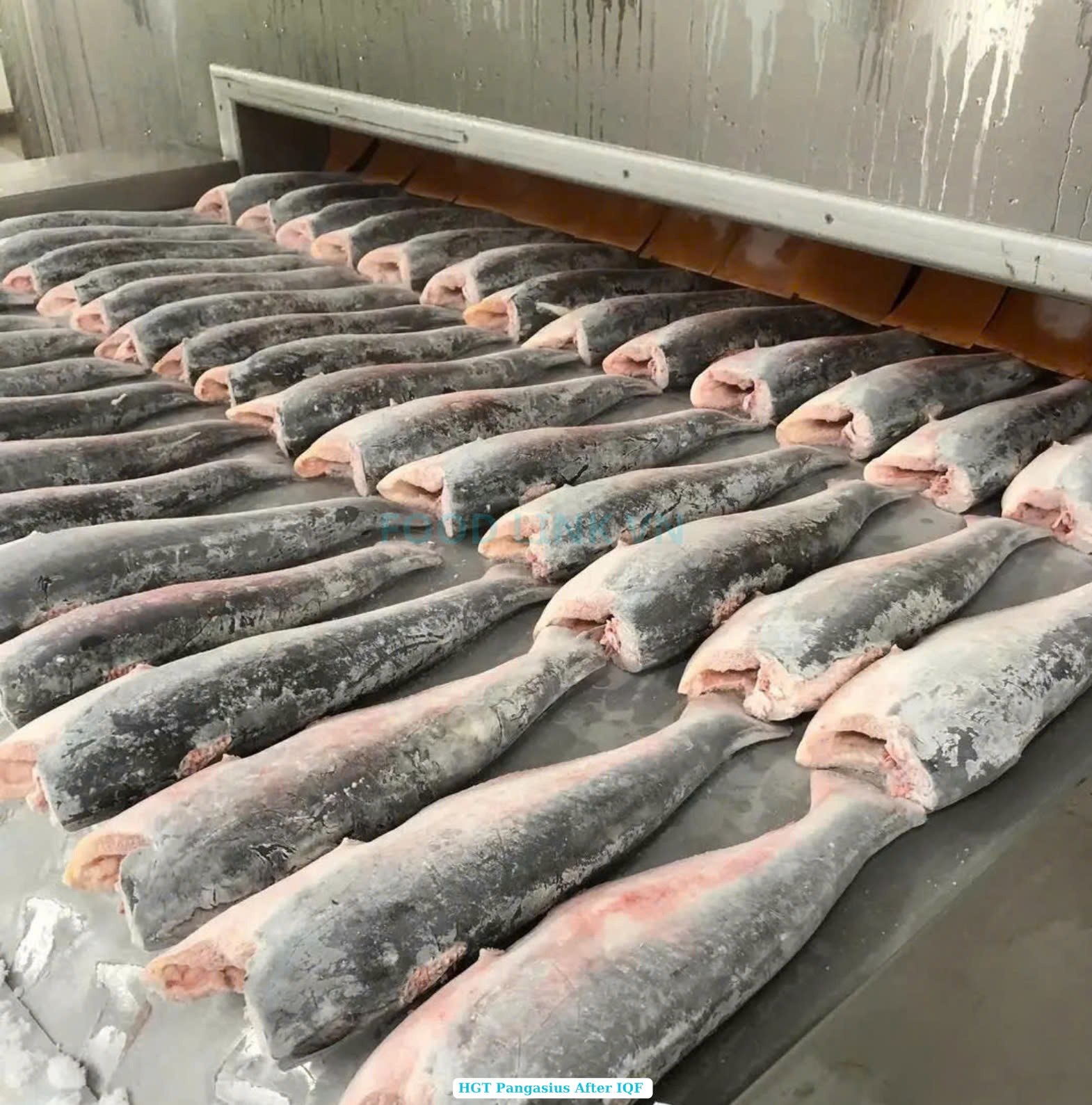Frozen Hgt Pangasius (Swai Fish)
