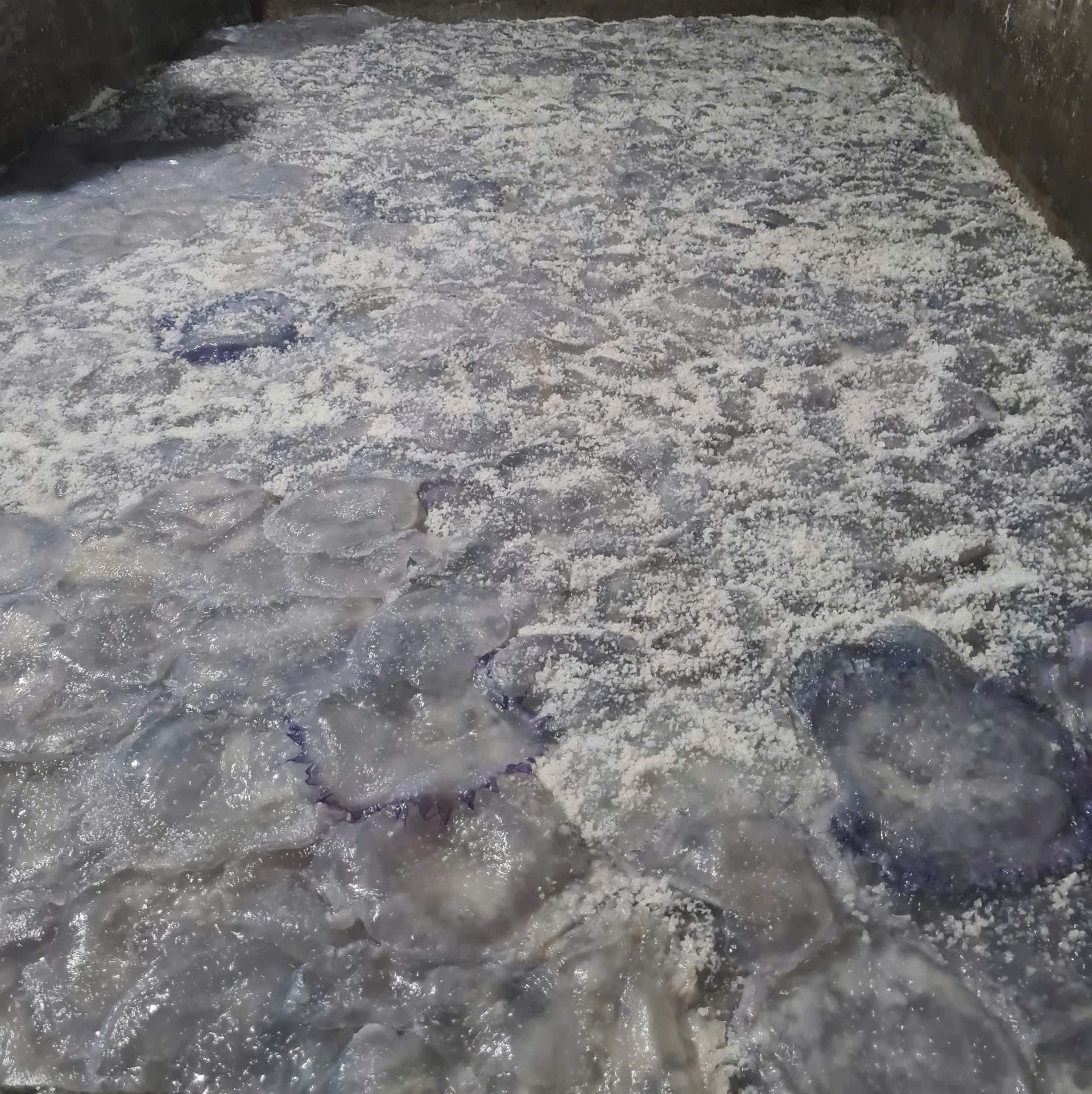Salted Jellyfish (Pickled Jellyfish)