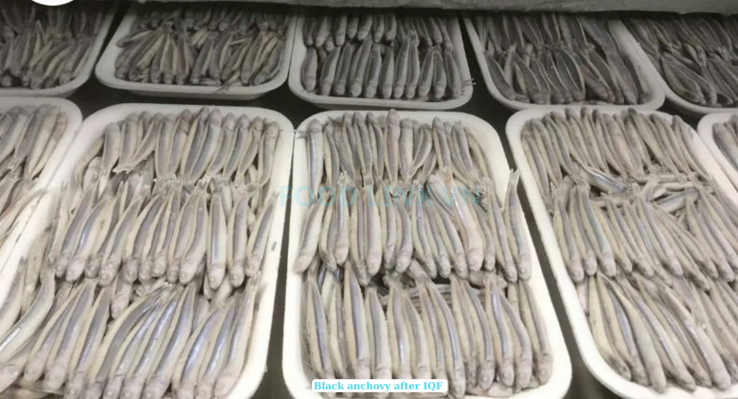 Frozen Black And White Anchovy Whole Round