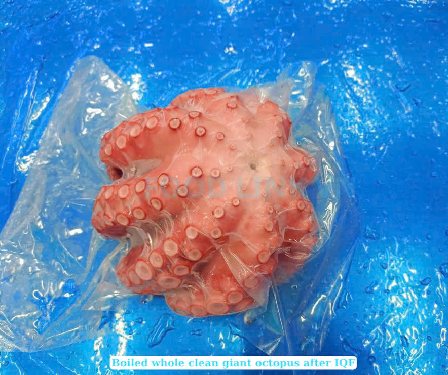 Frozen Whole Clean Octopus (Frozen Whole Clean Poulp Squid)