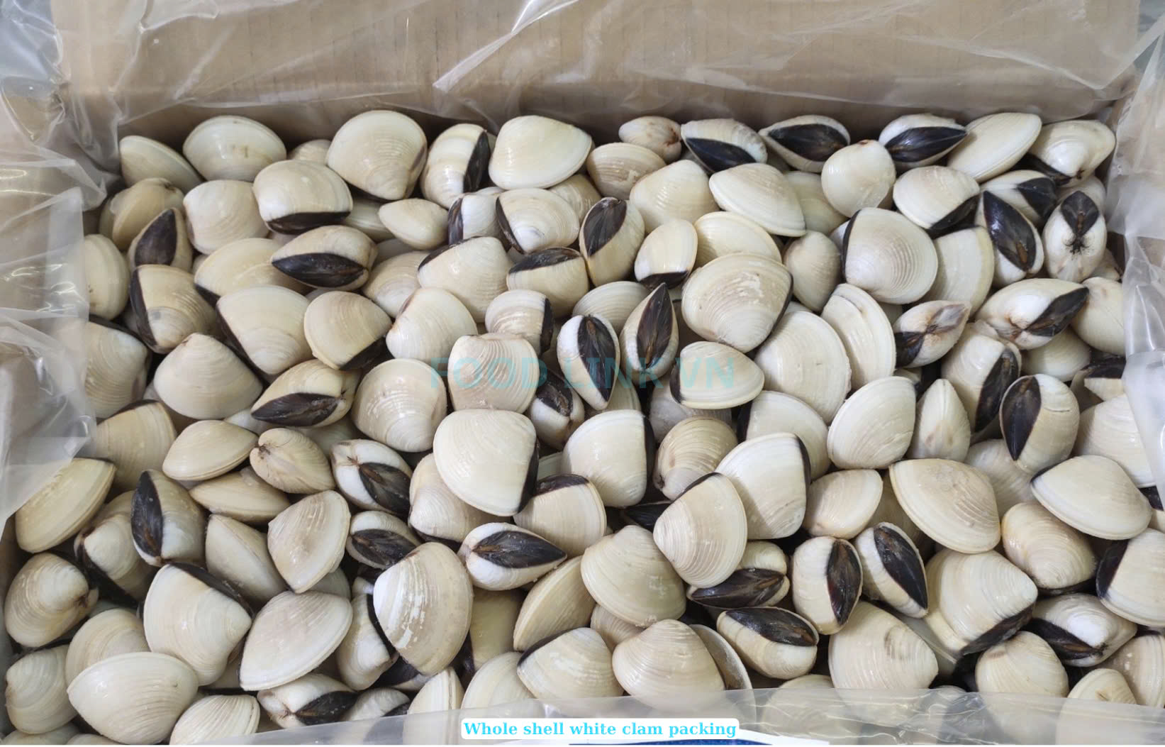 Frozen Cooked Whole Shell White Clam