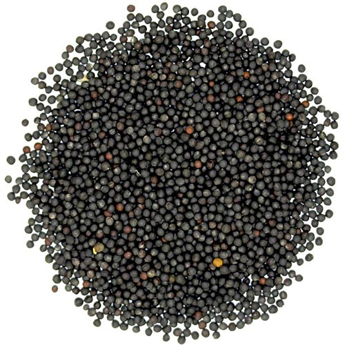 Rapeseed