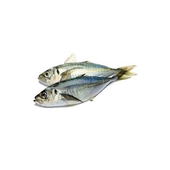 Horse Mackerel Fish