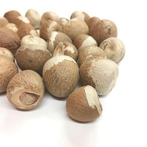 Betel Nuts