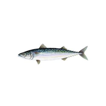 Mackerel Fish