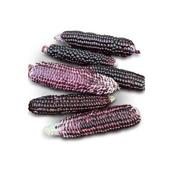 Red Corn
