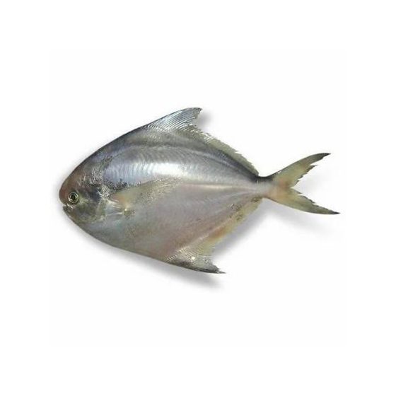 Silver Pomfret Fish