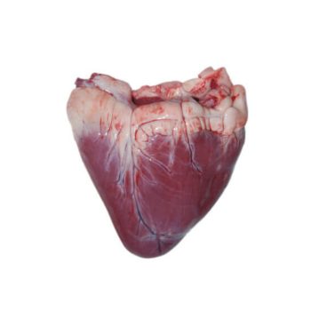 Wholesale HALAL Frozen Buffalo Heart